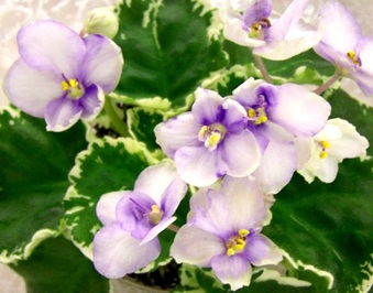 Enlarge photo 112