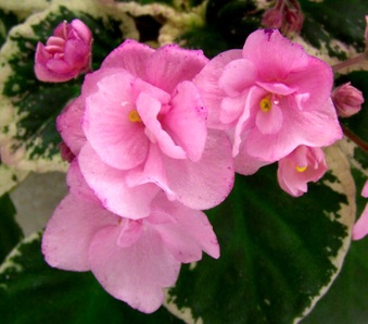 Enlarge photo 115