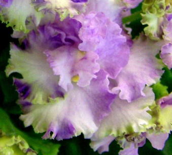 Enlarge photo 124