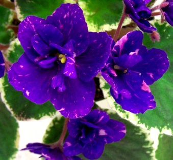 Enlarge photo 135