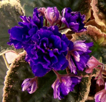 Enlarge photo 165