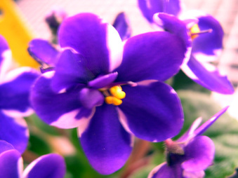 Enlarge photo 22