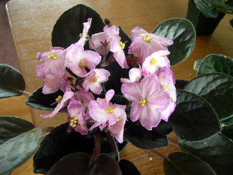 Enlarge photo 34