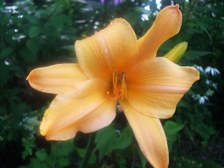 Daylily