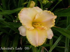 Enlarge photo 31