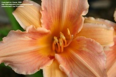 Enlarge photo 39