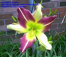 Enlarge photo 41