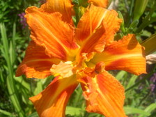 Enlarge photo 25