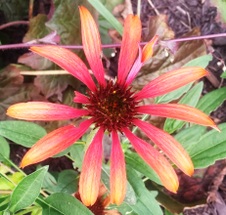 Enlarge photo 126
