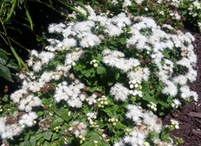 Enlarge photo 57