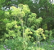 Enlarge photo 70