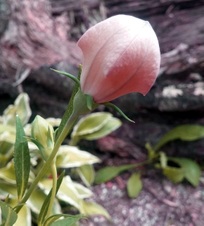 Enlarge photo 255