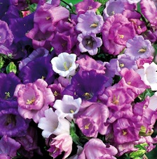Enlarge photo 225