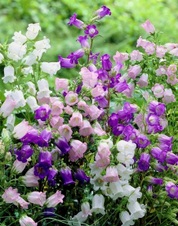 Enlarge photo 224