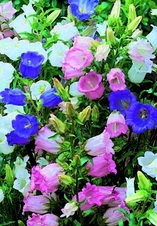 Enlarge photo 223
