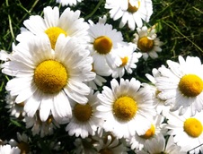 Enlarge photo 226