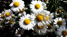 Enlarge photo 228