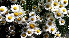 Enlarge photo 227