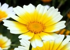 Enlarge photo 266