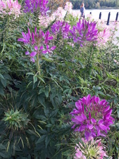 Enlarge photo 87