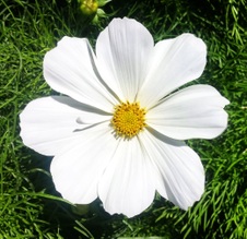 Enlarge photo 82