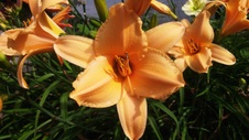 Enlarge photo 184