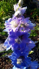 Enlarge photo 91