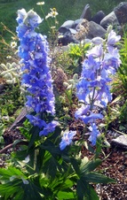 Enlarge photo 92