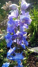 Enlarge photo 93