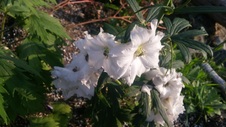 Enlarge photo 96