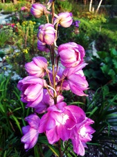 Enlarge photo 99