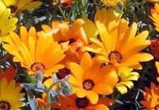 Enlarge photo 264