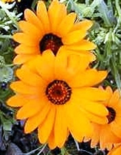Enlarge photo 265