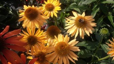 Enlarge photo 112