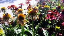 Enlarge photo 115