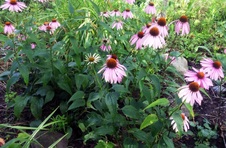 Enlarge photo 120