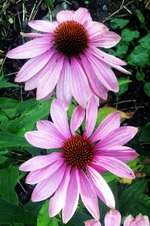 Enlarge photo 121