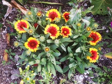Enlarge photo 134