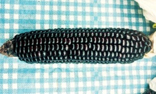 Enlarge photo 158