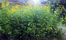 Enlarge photo 246