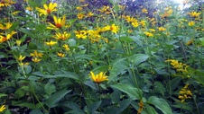 Enlarge photo 247