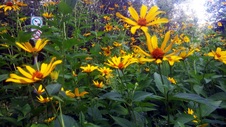 Enlarge photo 248