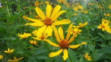Enlarge photo 249
