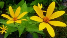 Enlarge photo 251