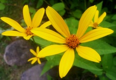 Enlarge photo 252