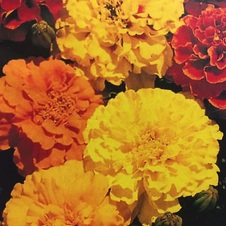 Enlarge photo 139