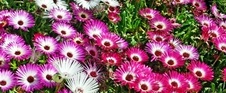 Enlarge photo 238