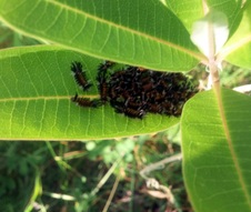 Enlarge photo 27
