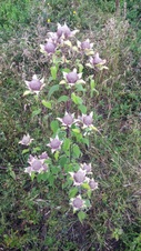 Enlarge photo 52