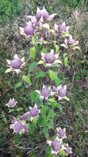 Enlarge photo 53